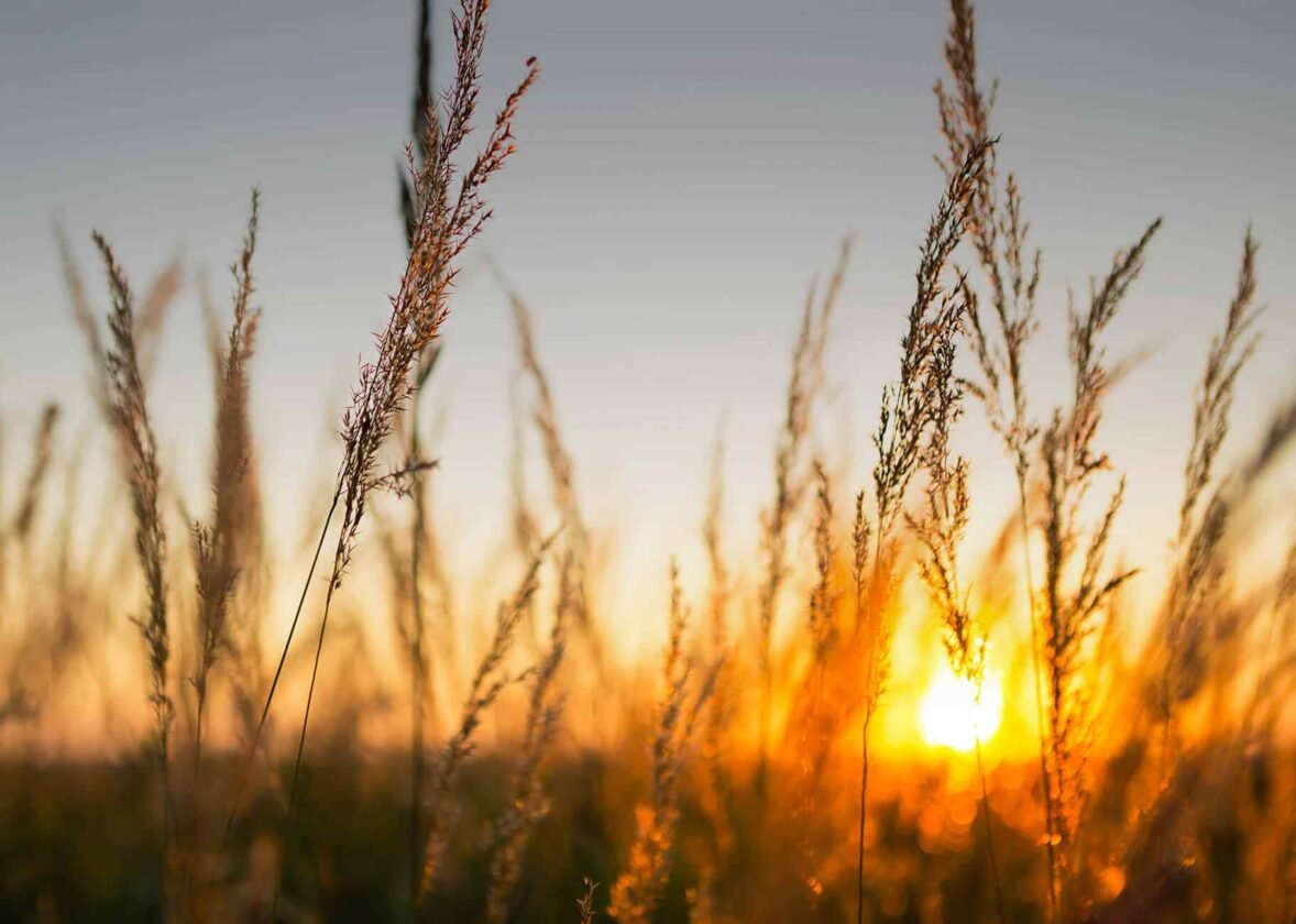 Depression and Inflammatory Cytokines: The Hidden Connection